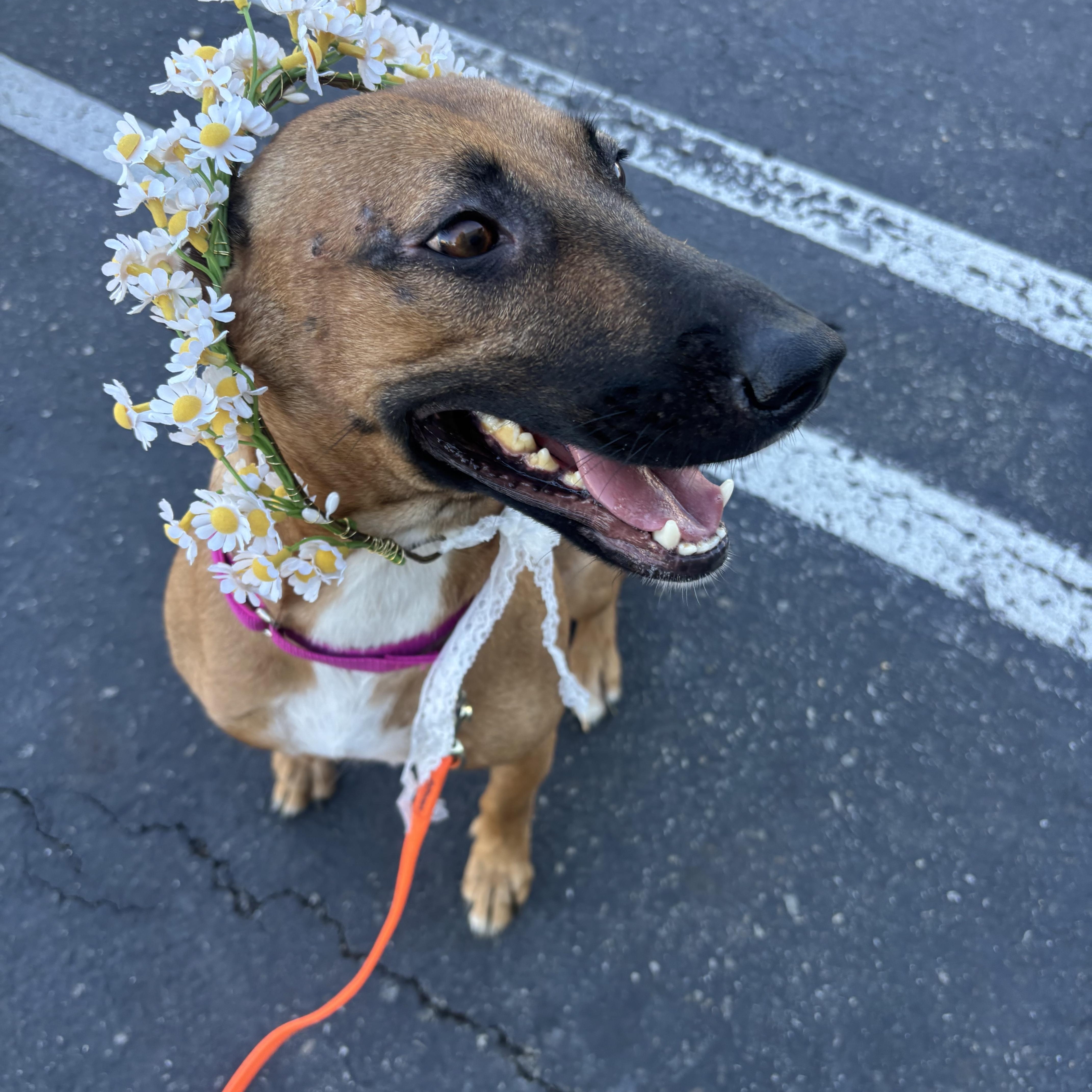 Enlarge Penelope, a Adoptable Shepherd in Rancho Santa Margarita, CA image 5/5