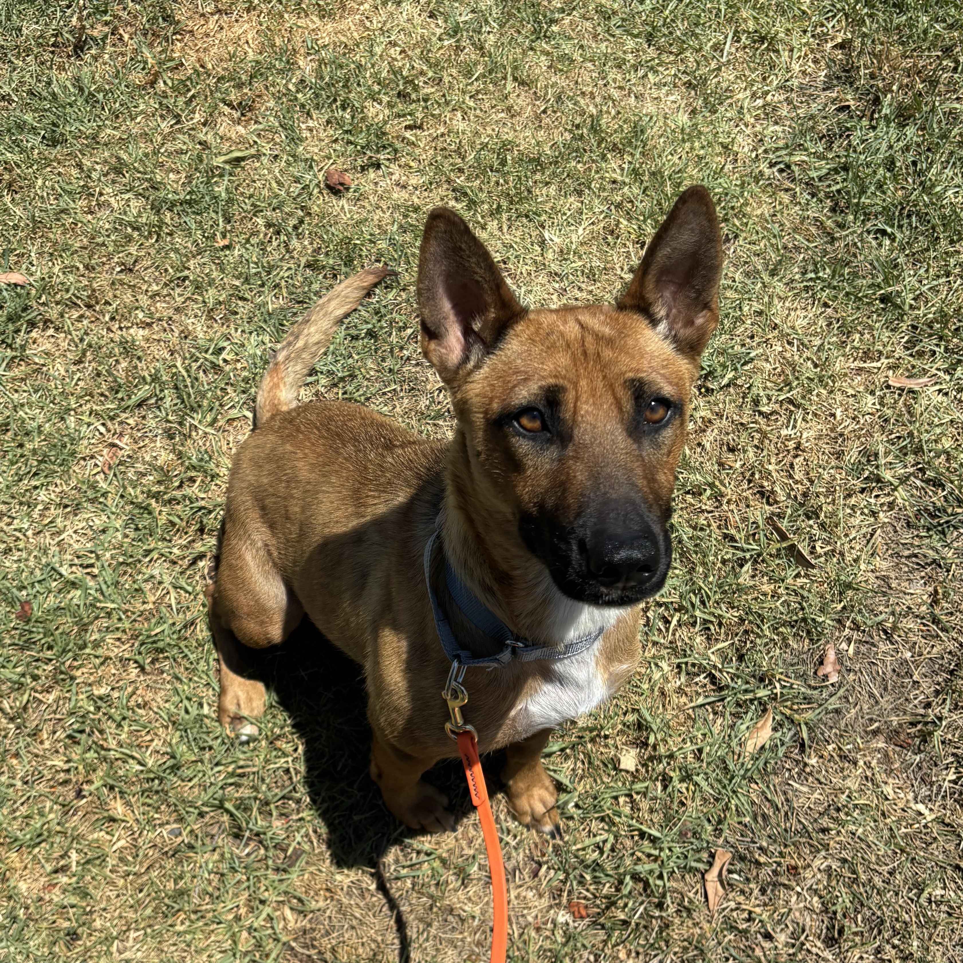 Penelope, ADOPTABLE, Young Female Shepherd.