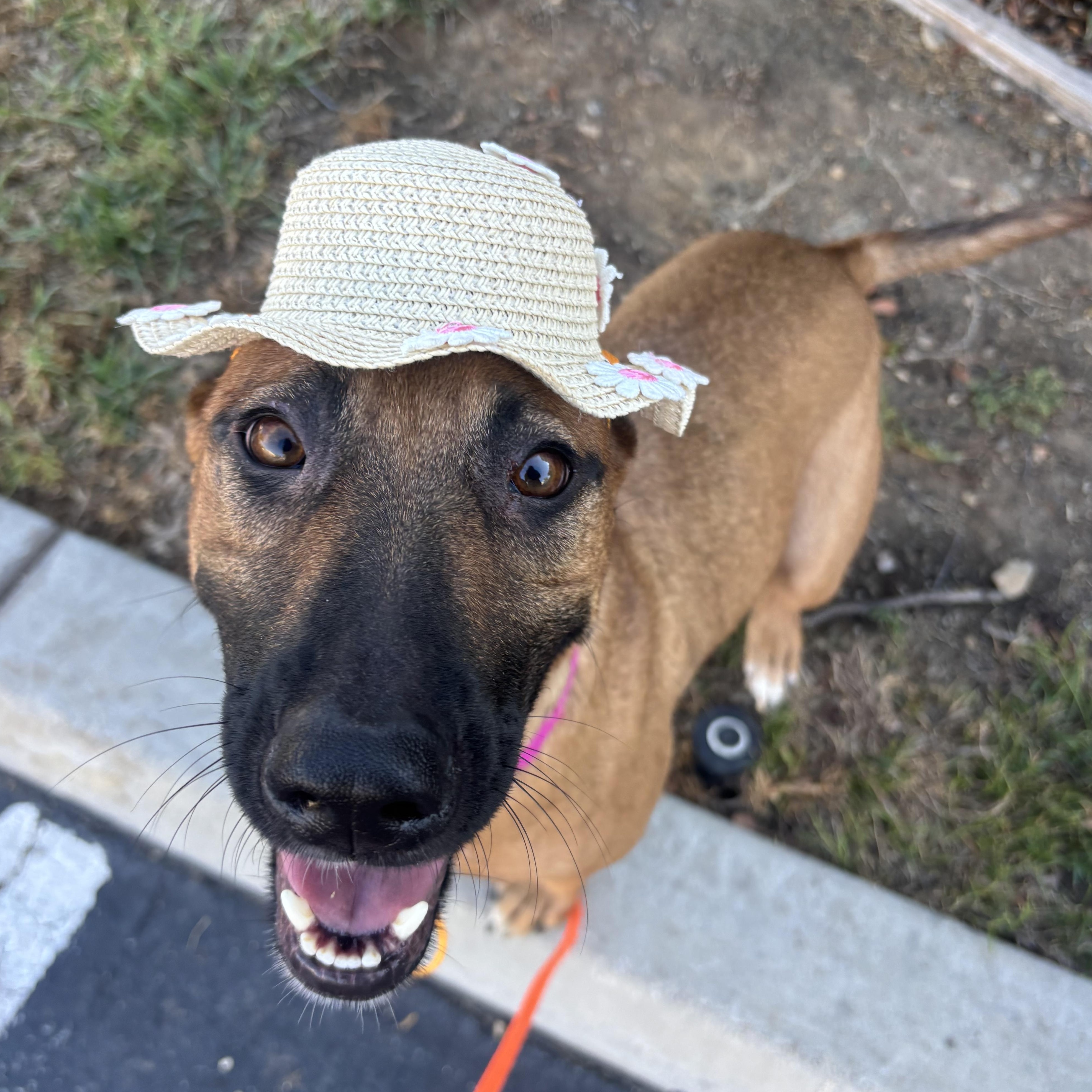 Penelope, Adoptable, Young Female Shepherd.