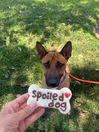 Penelope, a ADOPTABLE Shepherd in Rancho Santa Margarita, CA image 2/3