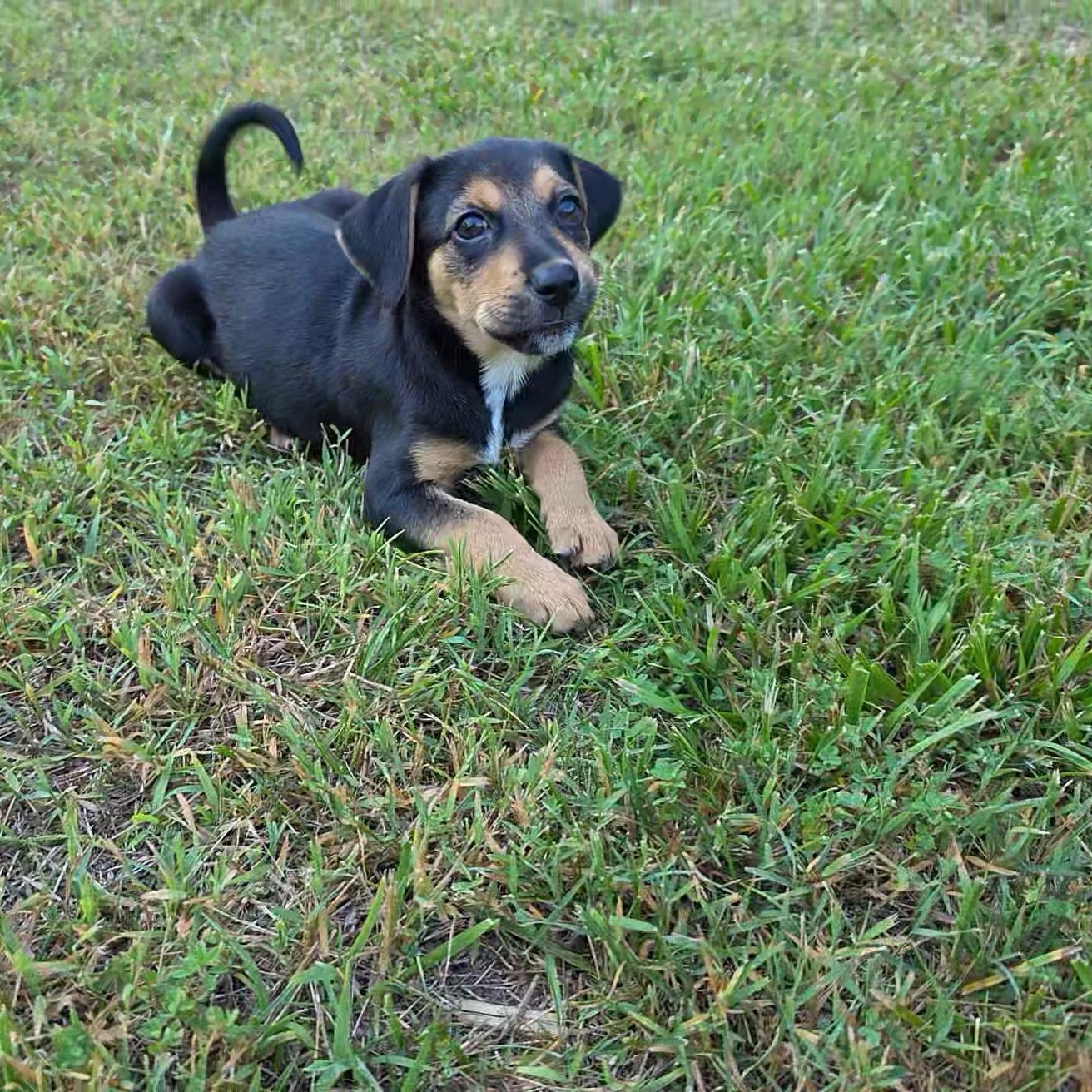 Enlarge Gus, a Adoptable Mixed Breed in Columbia, MD image 1/2