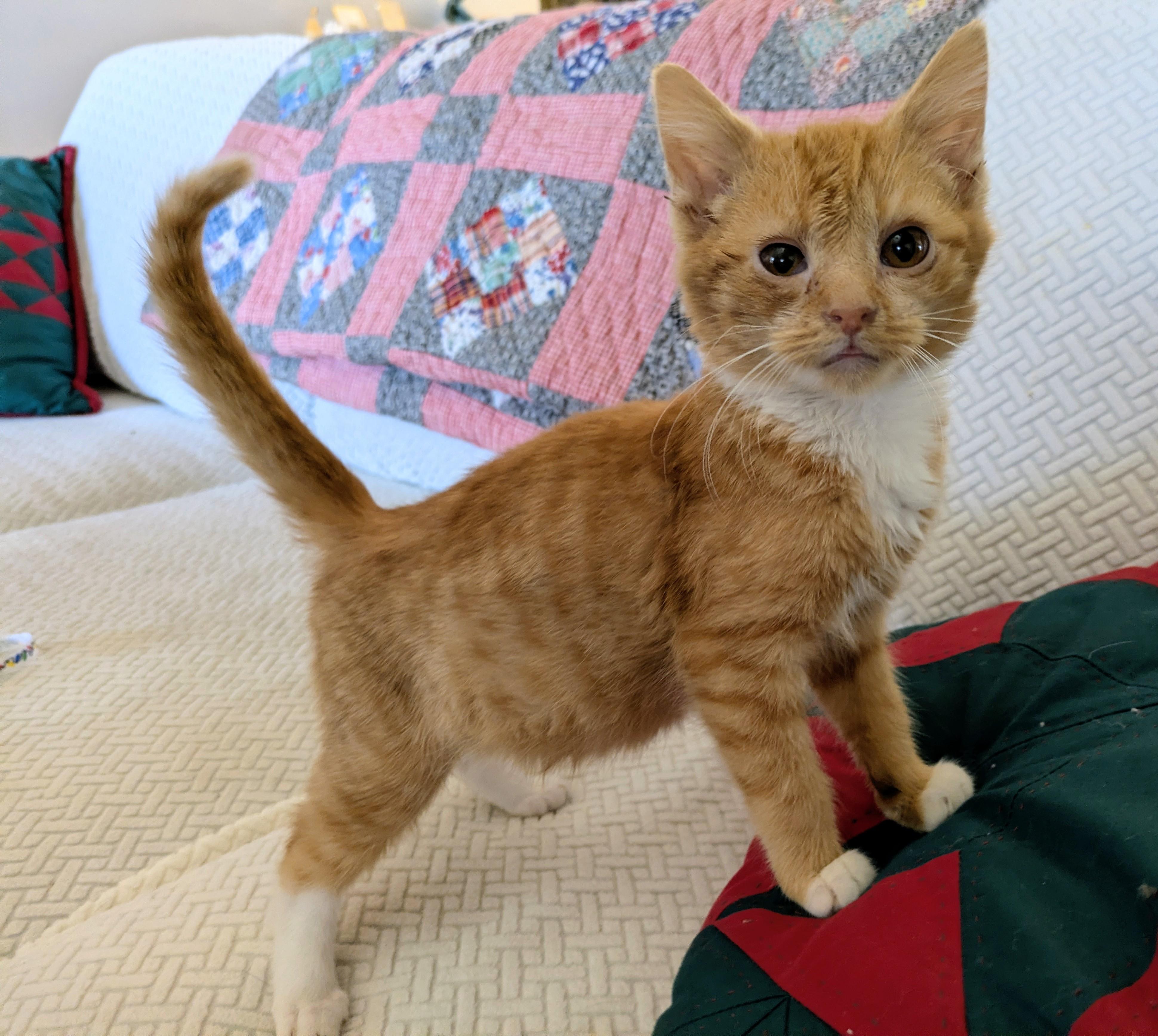 BERT, ADOPTABLE, Kitten Male Tabby.