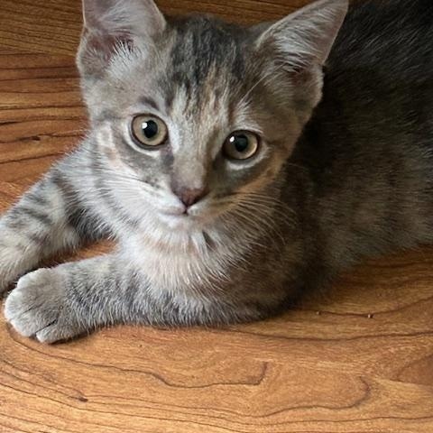 Enlarge Daphne, a Adopted Domestic Short Hair in St Leonard, MD image 1/3