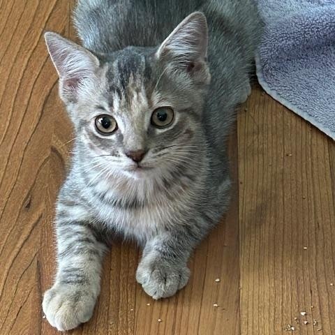 Enlarge Daphne, a Adopted Domestic Short Hair in St Leonard, MD image 3/3