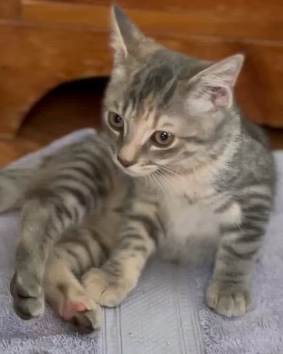 Enlarge Daphne, a Adopted Domestic Short Hair in St Leonard, MD video 2/3