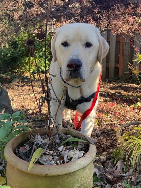 Enlarge Elton, a Adoptable mixed breed in Bend, OR image 1/3