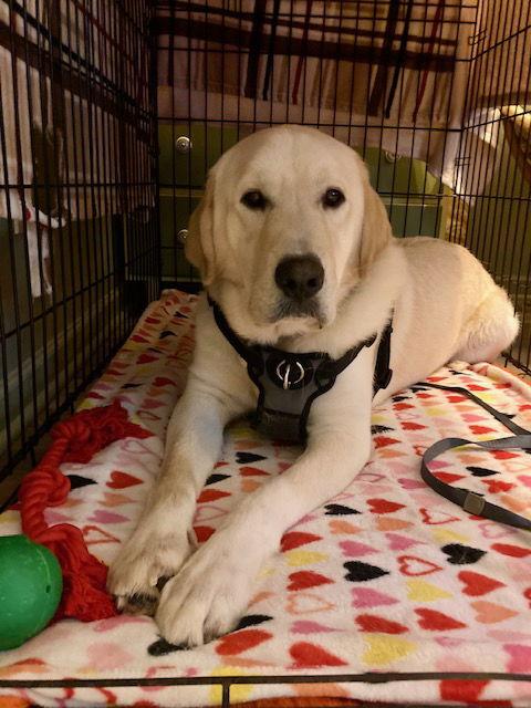 Elton, Adoptable, Adult Male Great Pyrenees & Labrador Retriever.