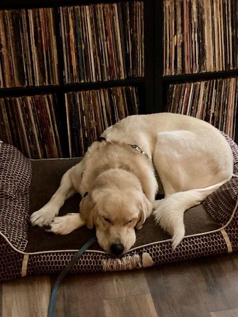 Elton, a Adoptable Great Pyrenees in Bend, OR image 2/3