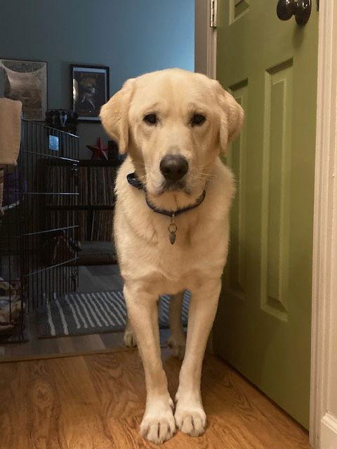 Elton, a Adoptable Great Pyrenees in Bend, OR image 3/3