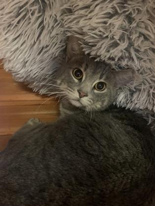 Enlarge Artichoke, an adopted Domestic Short Hair in Lafayette, IN image 1/1