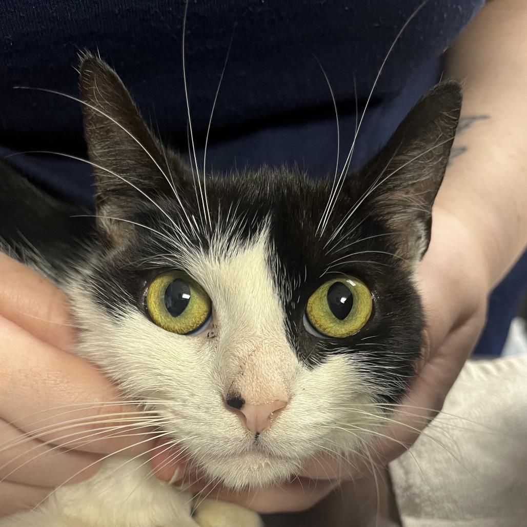 Carmen, Adoptable, Adult Female Domestic Short Hair.