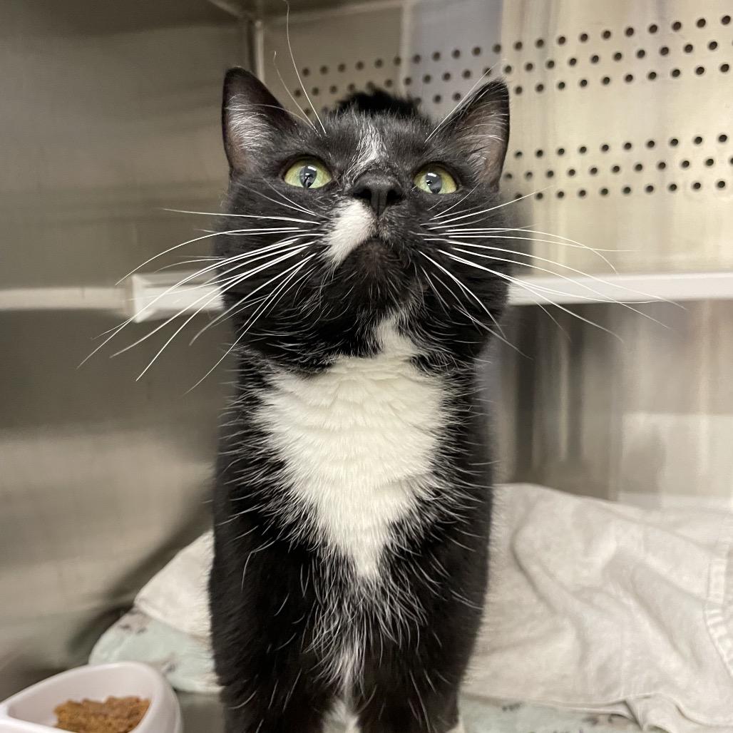 Enlarge Mickey, a Adoptable Domestic Short Hair in Warwick, RI image 1/6