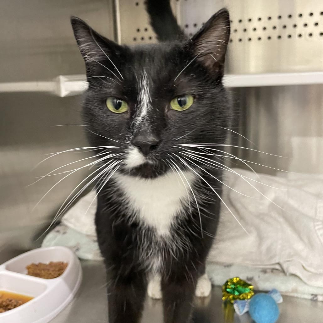 Enlarge Mickey, a Adoptable Domestic Short Hair in Warwick, RI image 3/6