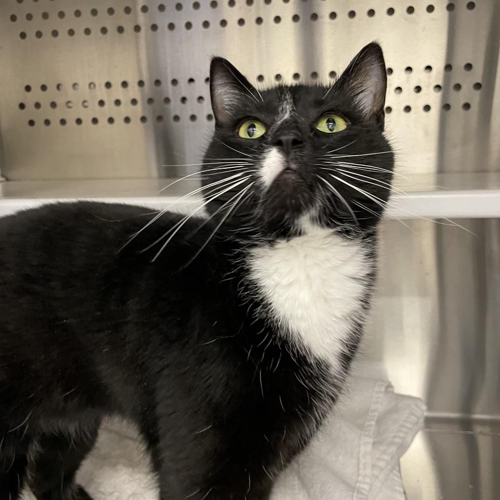 Enlarge Mickey, a Adoptable Domestic Short Hair in Warwick, RI image 4/6