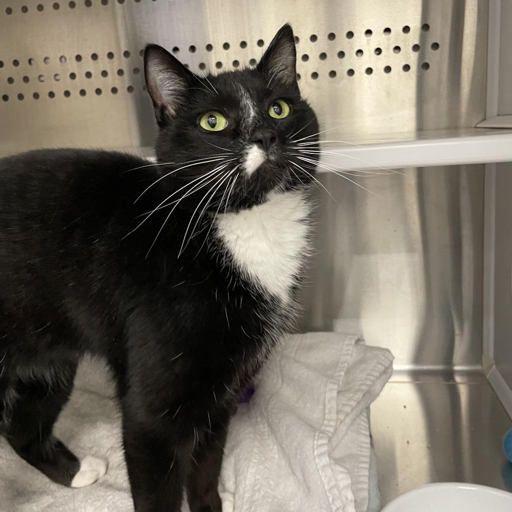 Enlarge Mickey, a Adoptable Domestic Short Hair in Warwick, RI image 5/6