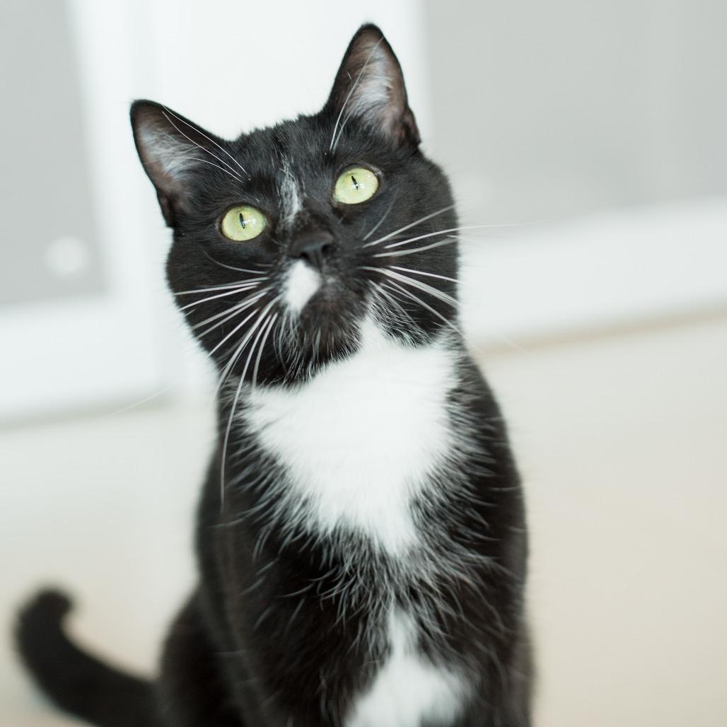 Enlarge Mickey, a Adoptable Domestic Short Hair in Warwick, RI image 6/6