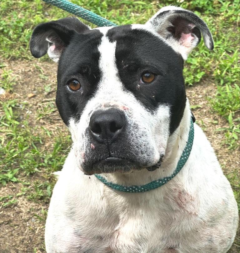 Chessey, beautiful, sweet girl, looking for her furever family !