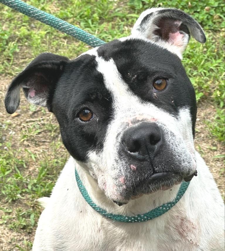 Chessey, beautiful, sweet girl, looking for her furever family !