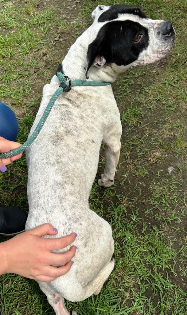 Chessey, beautiful, sweet girl, looking for her furever family !