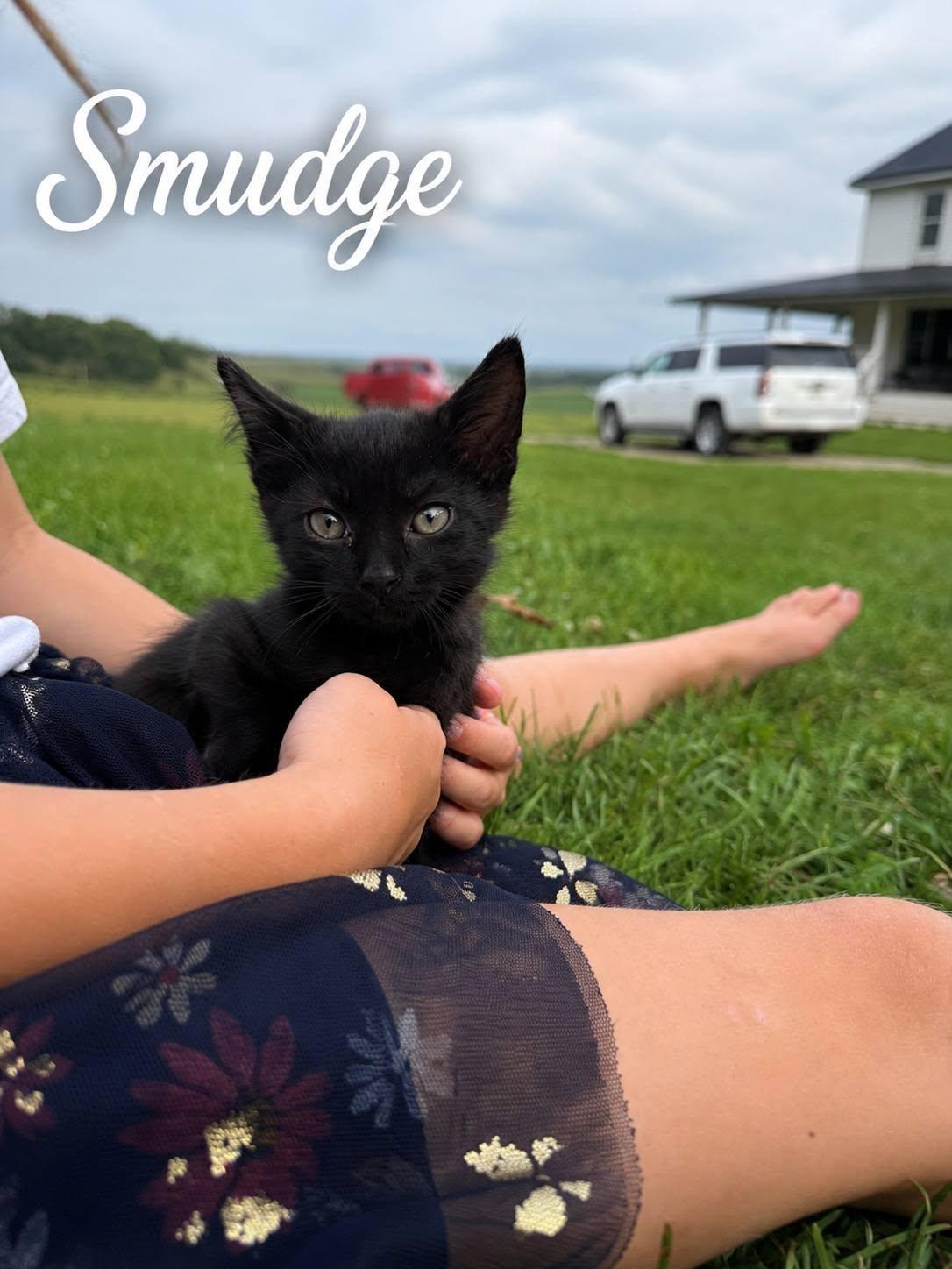 Smudge, Adoptable, Kitten Male Domestic Short Hair.