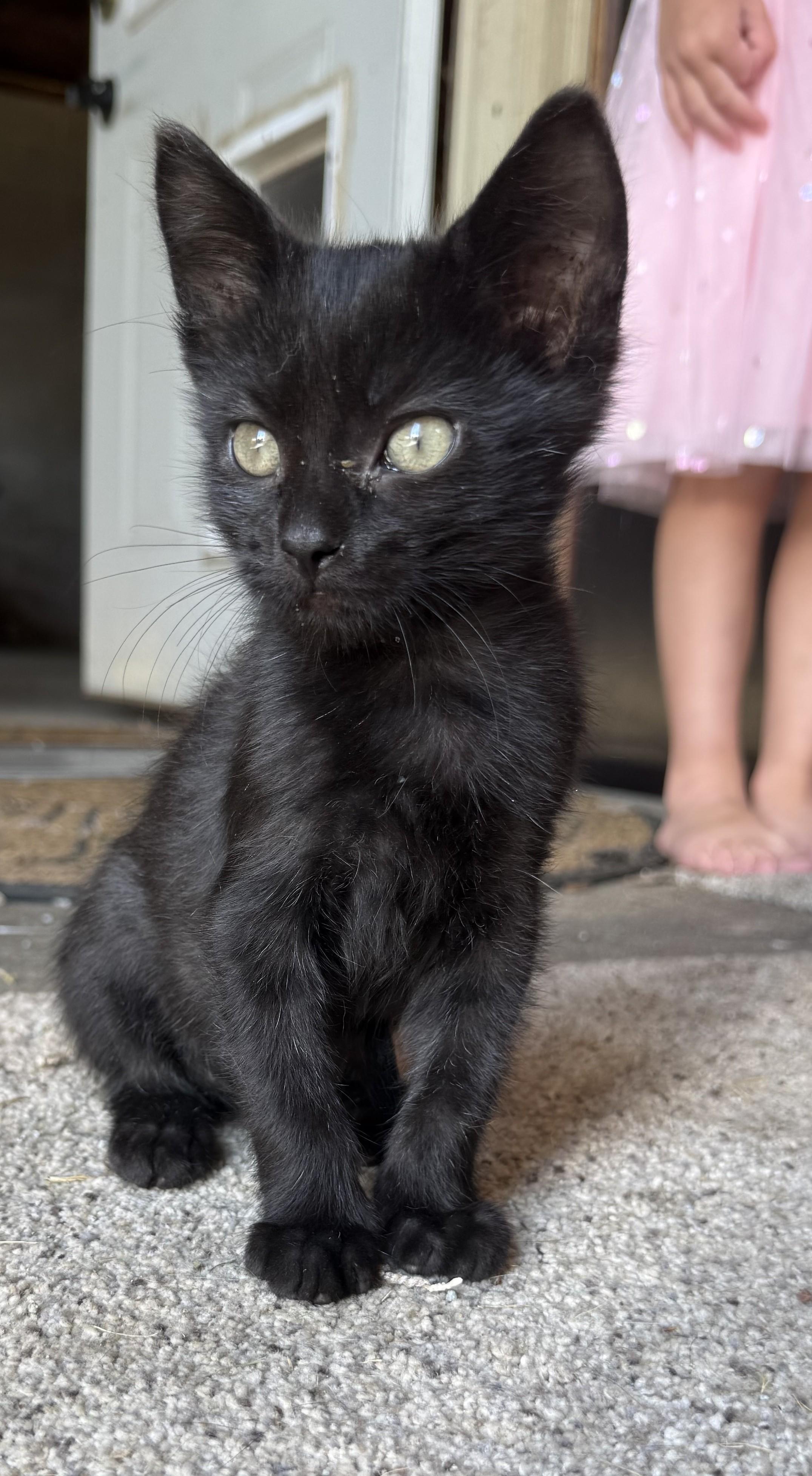 Enlarge Smudge, a Adoptable Domestic Short Hair in Decorah, IA image 2/2