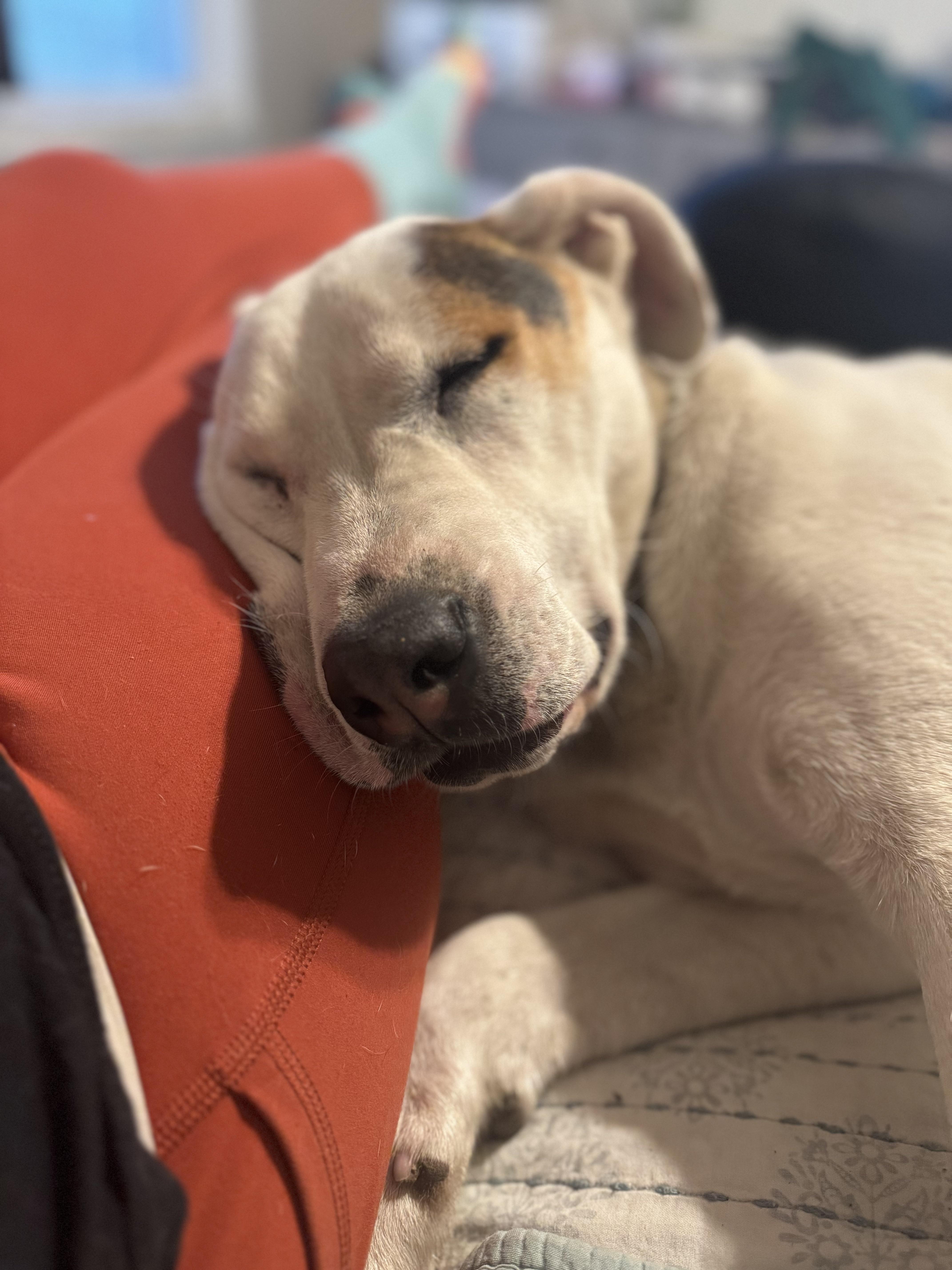 Ryder, a Adoptable mixed breed in Lincoln, NE image 3/4