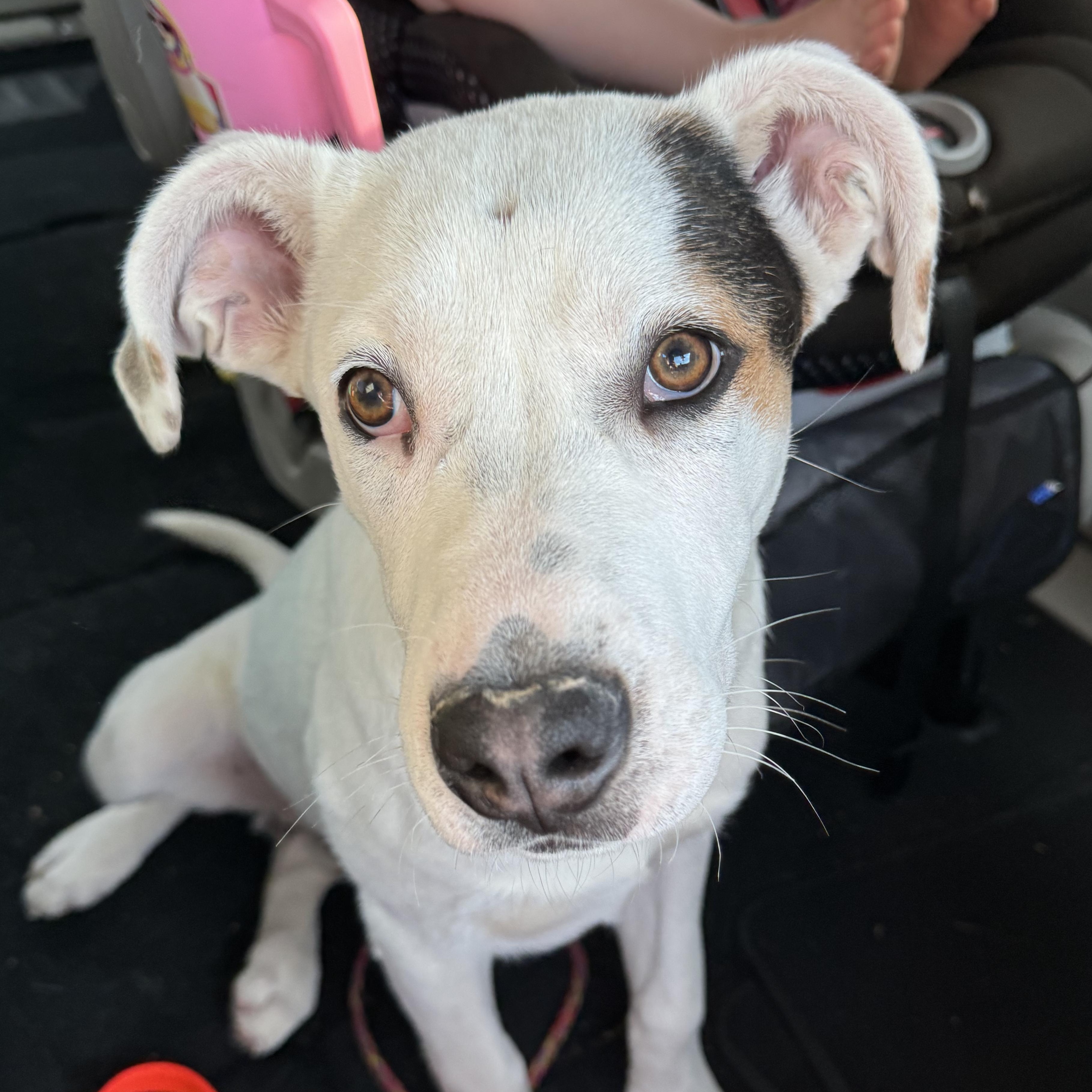 Ryder, a Adoptable mixed breed in Lincoln, NE image 4/4