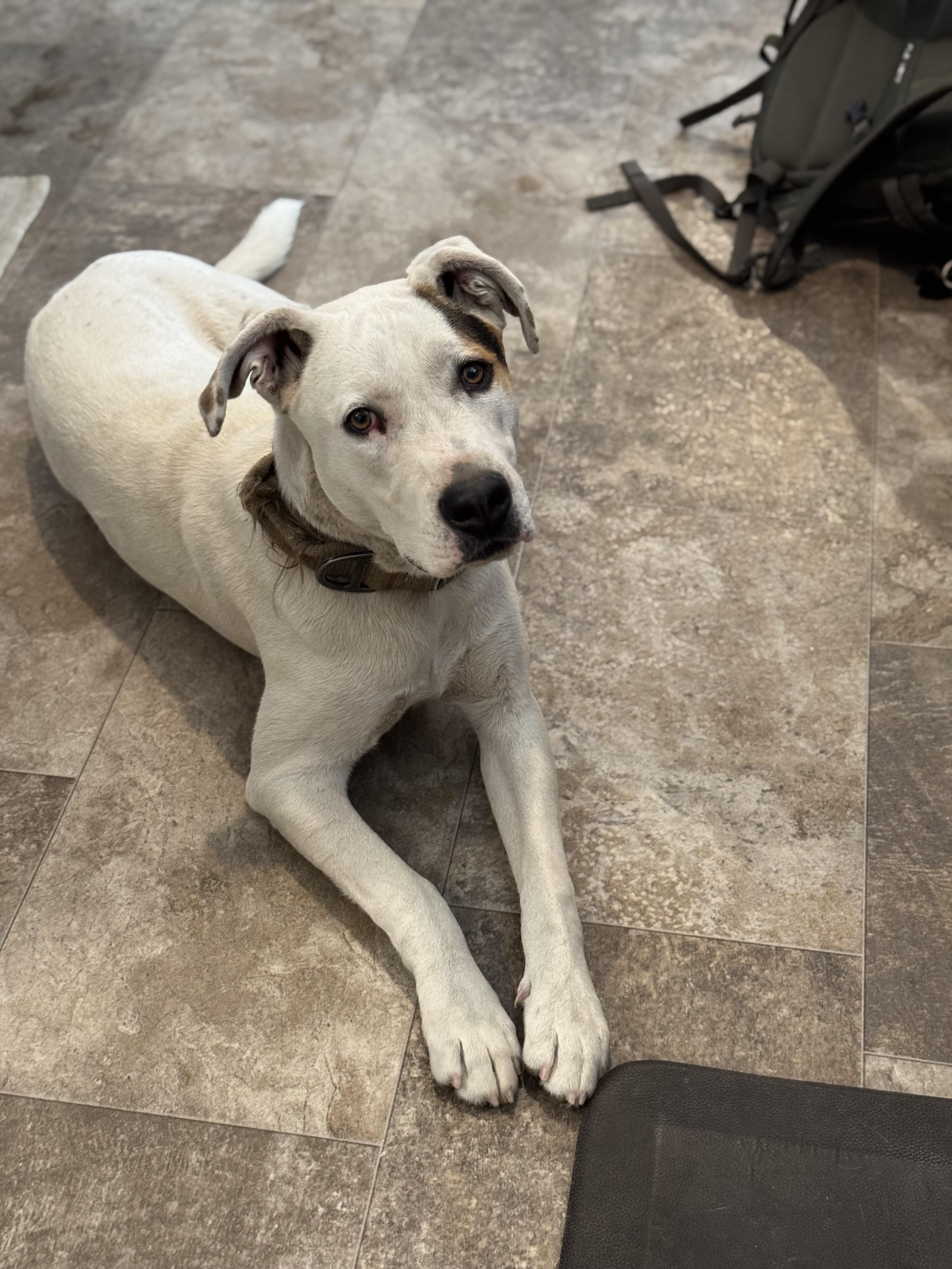 Ryder, Adoptable, Young Male American Staffordshire Terrier & Great Dane.