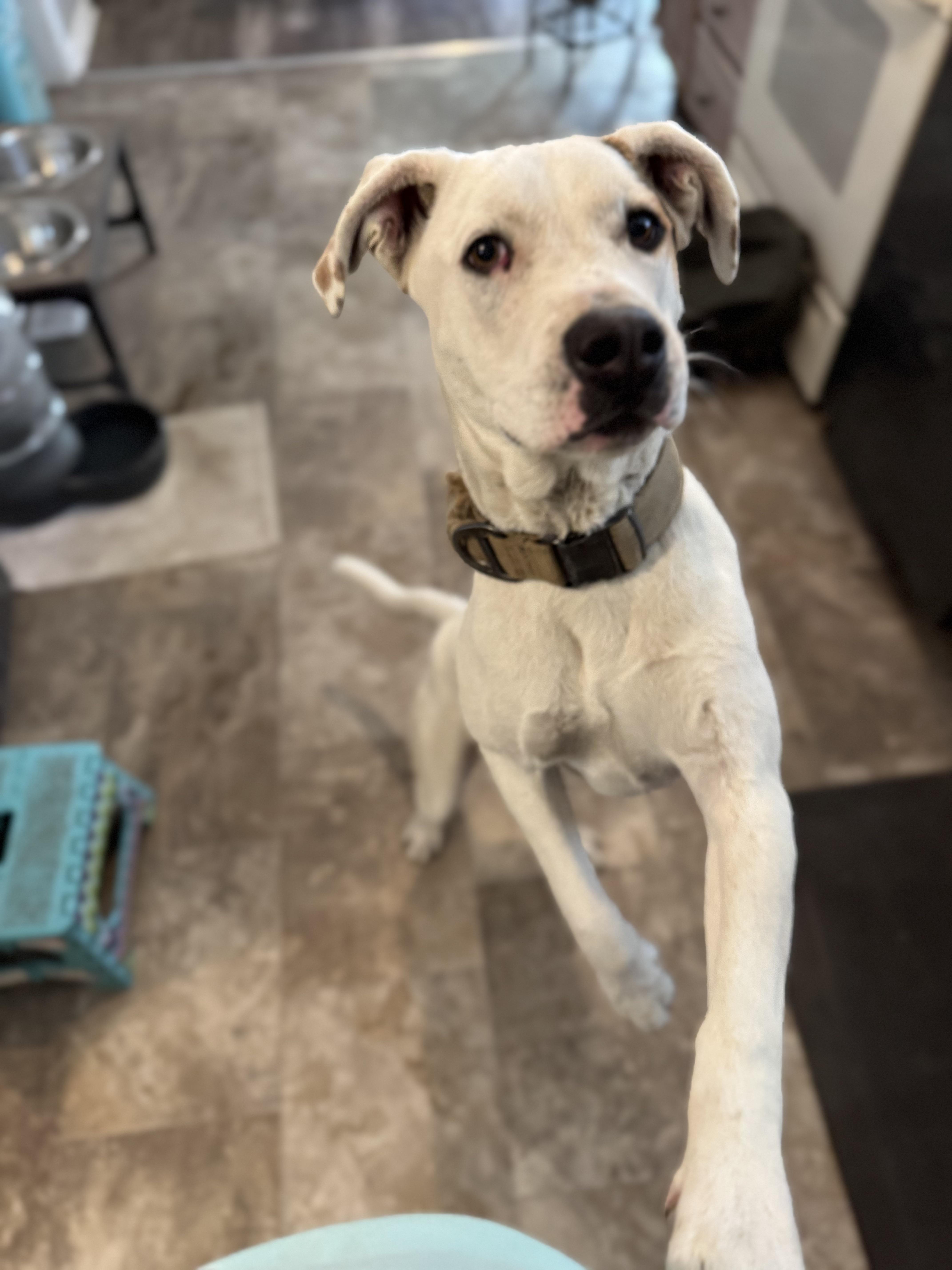 Ryder, a Adoptable mixed breed in Lincoln, NE image 2/4