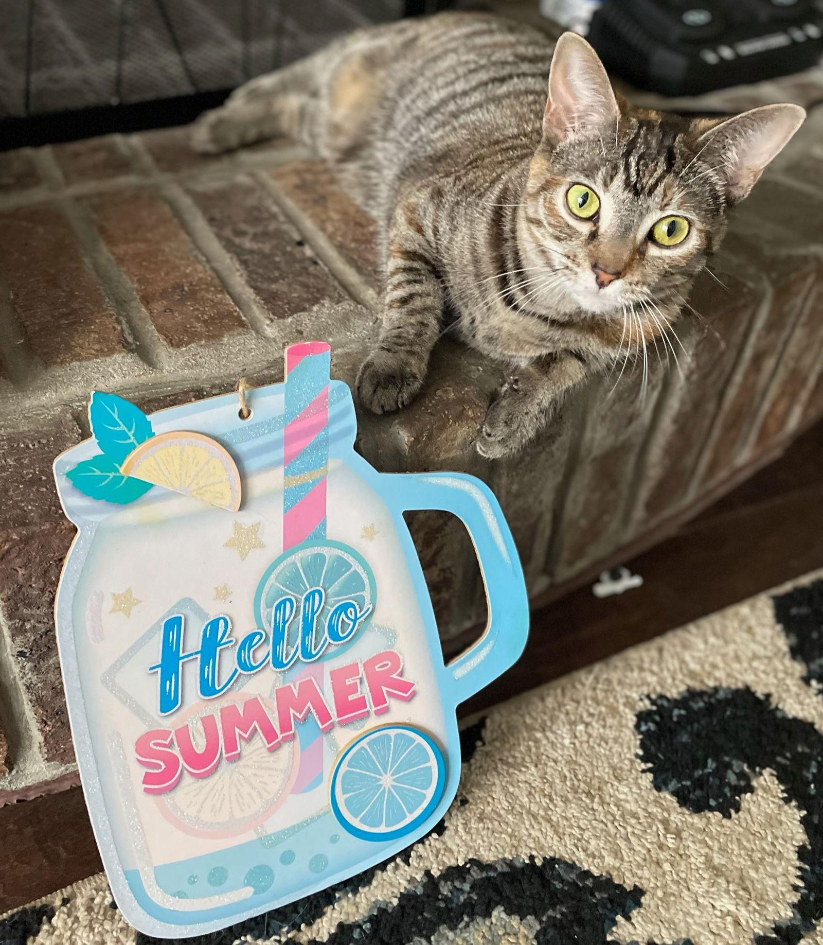 Enlarge Somers (3s Company), a Adoptable Domestic Short Hair in Akron, OH image 1/3