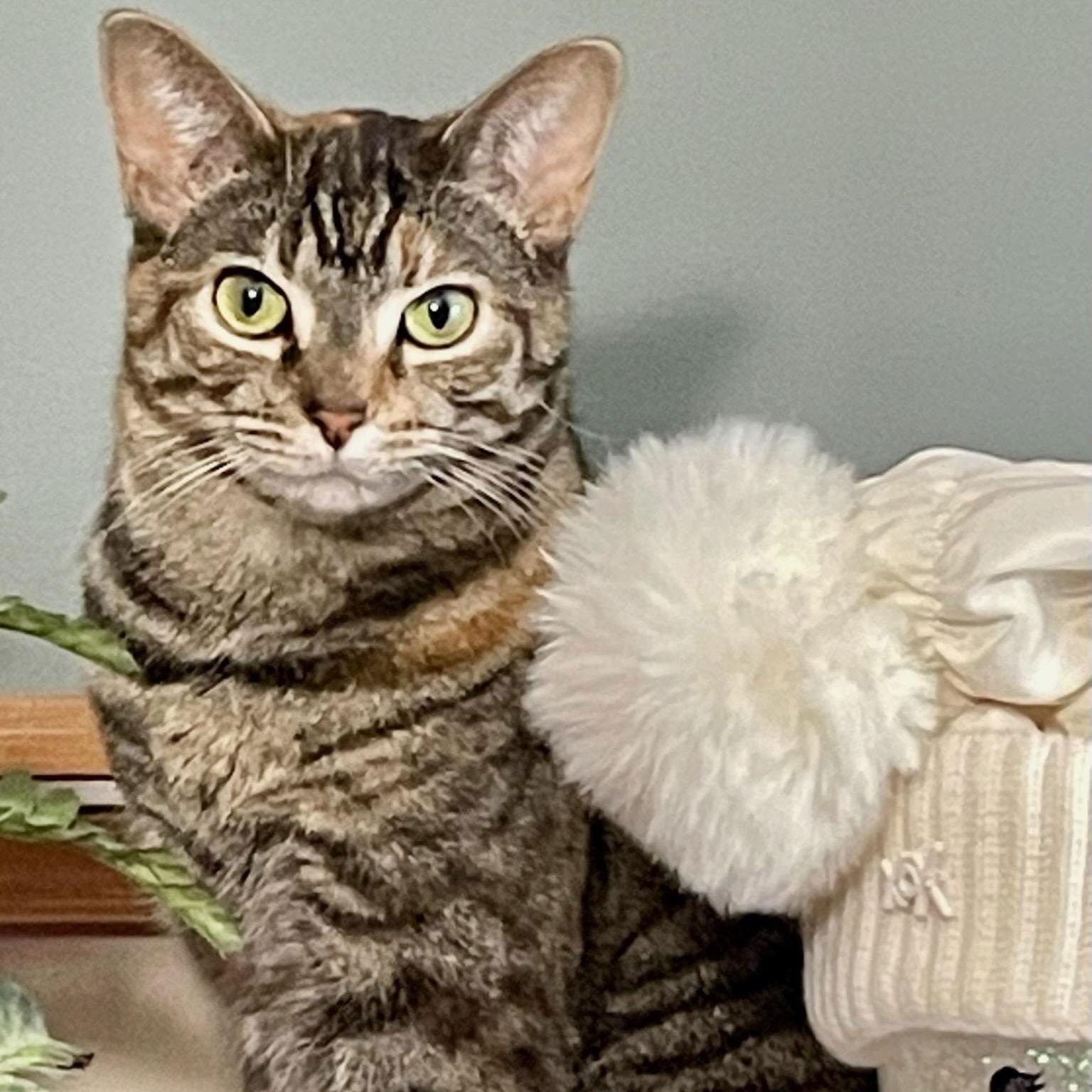 Somers (3s Company), Adoptable, Adult Female Domestic Short Hair.