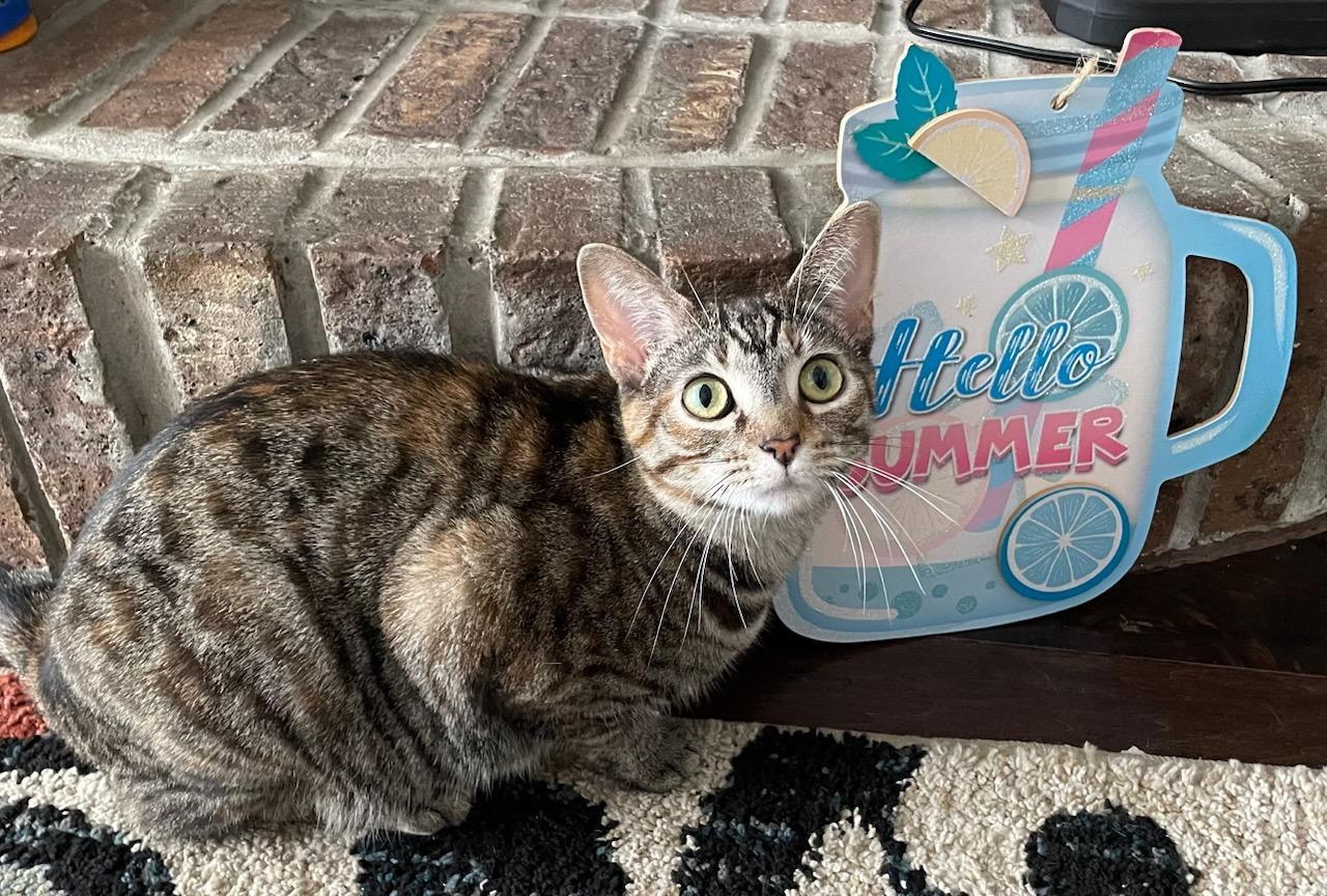 Enlarge Somers (3s Company), a Adoptable Domestic Short Hair in Akron, OH image 2/3