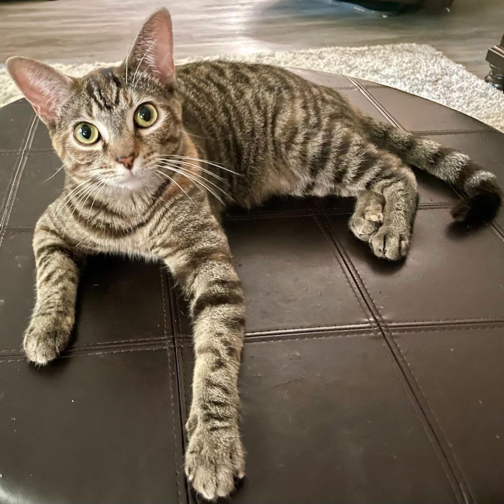 Enlarge Somers (3s Company), a Adoptable Domestic Short Hair in Akron, OH image 3/3