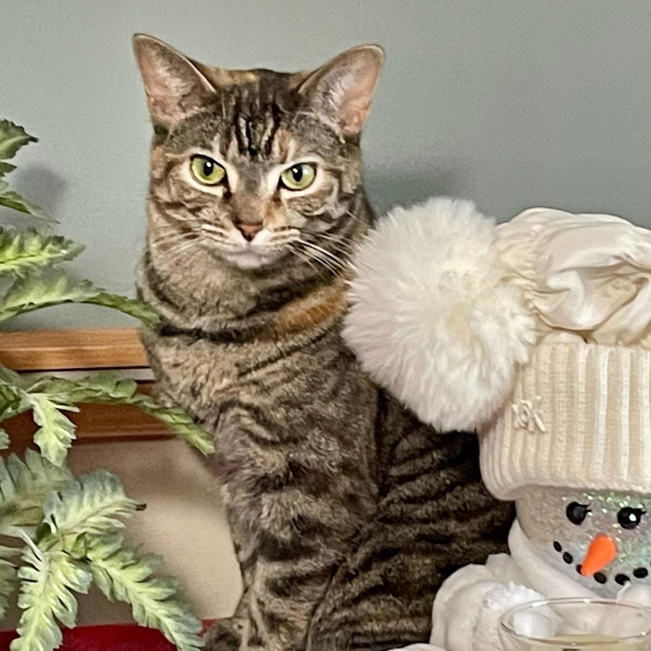 Enlarge Somers (3s Company), a Adoptable Domestic Short Hair in Akron, OH image 2/3