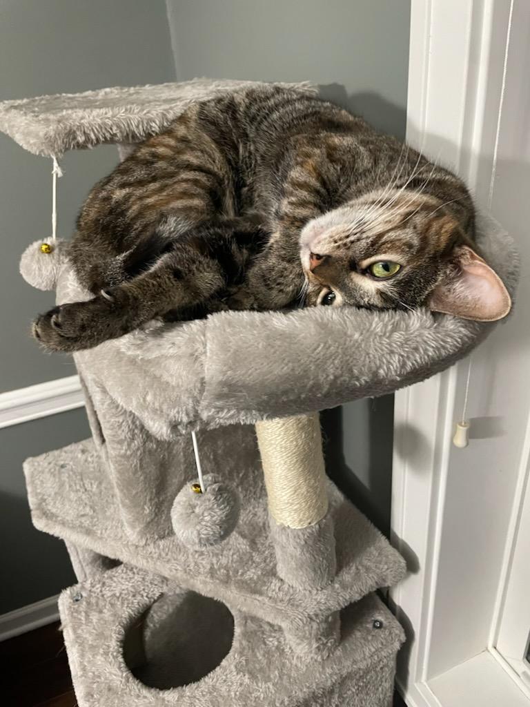 Enlarge Somers (3s Company), a Adoptable Domestic Short Hair in Akron, OH image 3/3