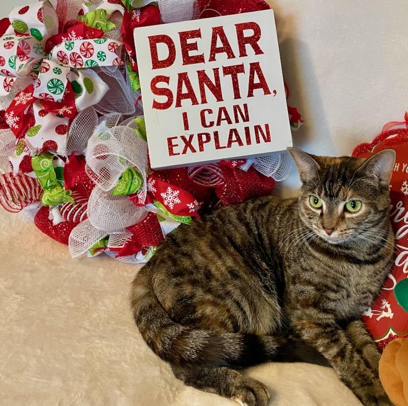 Somers (3s Company), Adoptable, Young Female Domestic Short Hair.