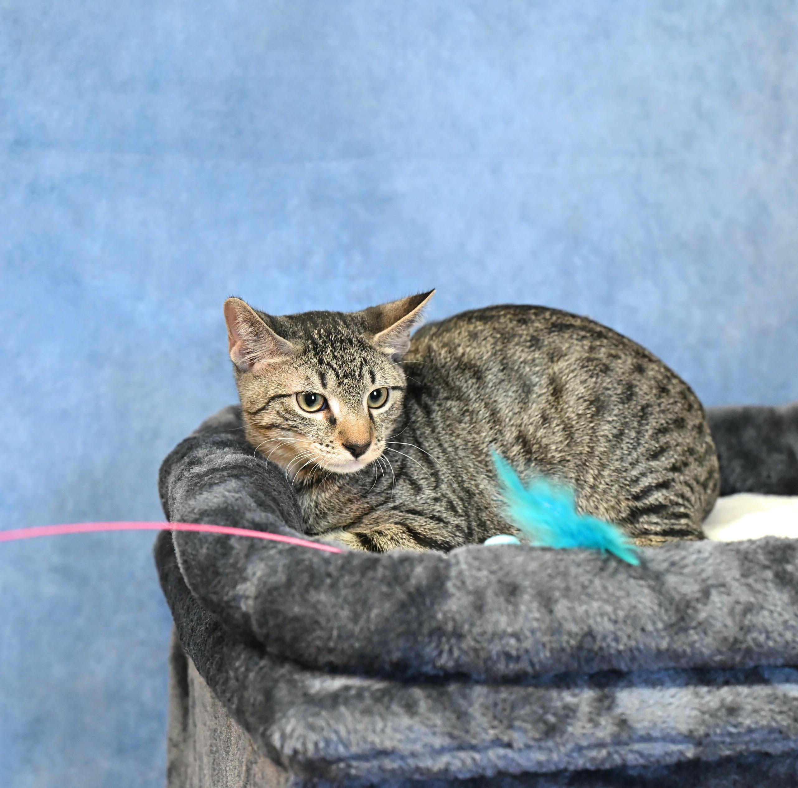 Fox Glove and Lilly!