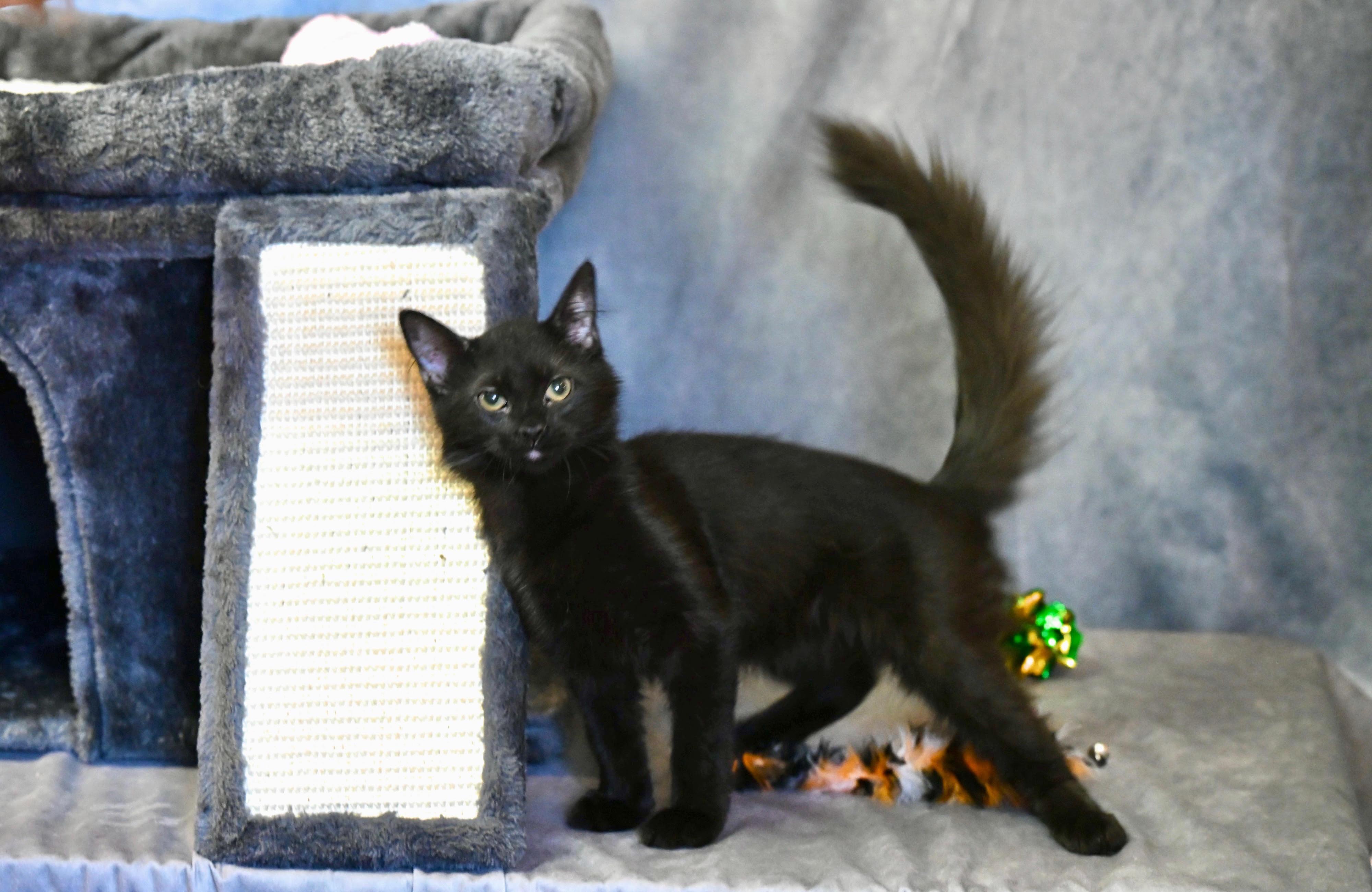 Fox Glove and Lilly!