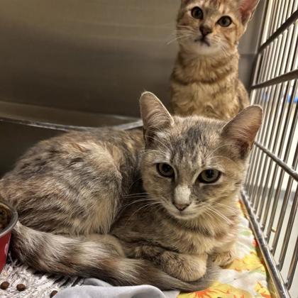 Enlarge Rocco, a Adoptable Domestic Short Hair in Dallas, TX image 1/1