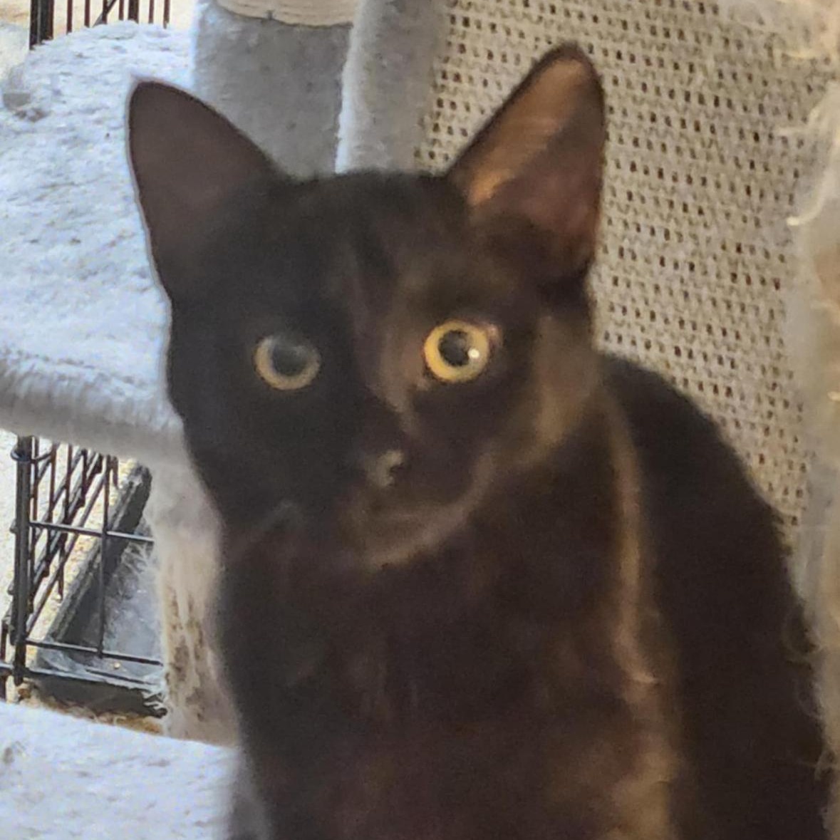 Enlarge Blinky, a ADOPTABLE Domestic Short Hair in Flint, MI image 1/1