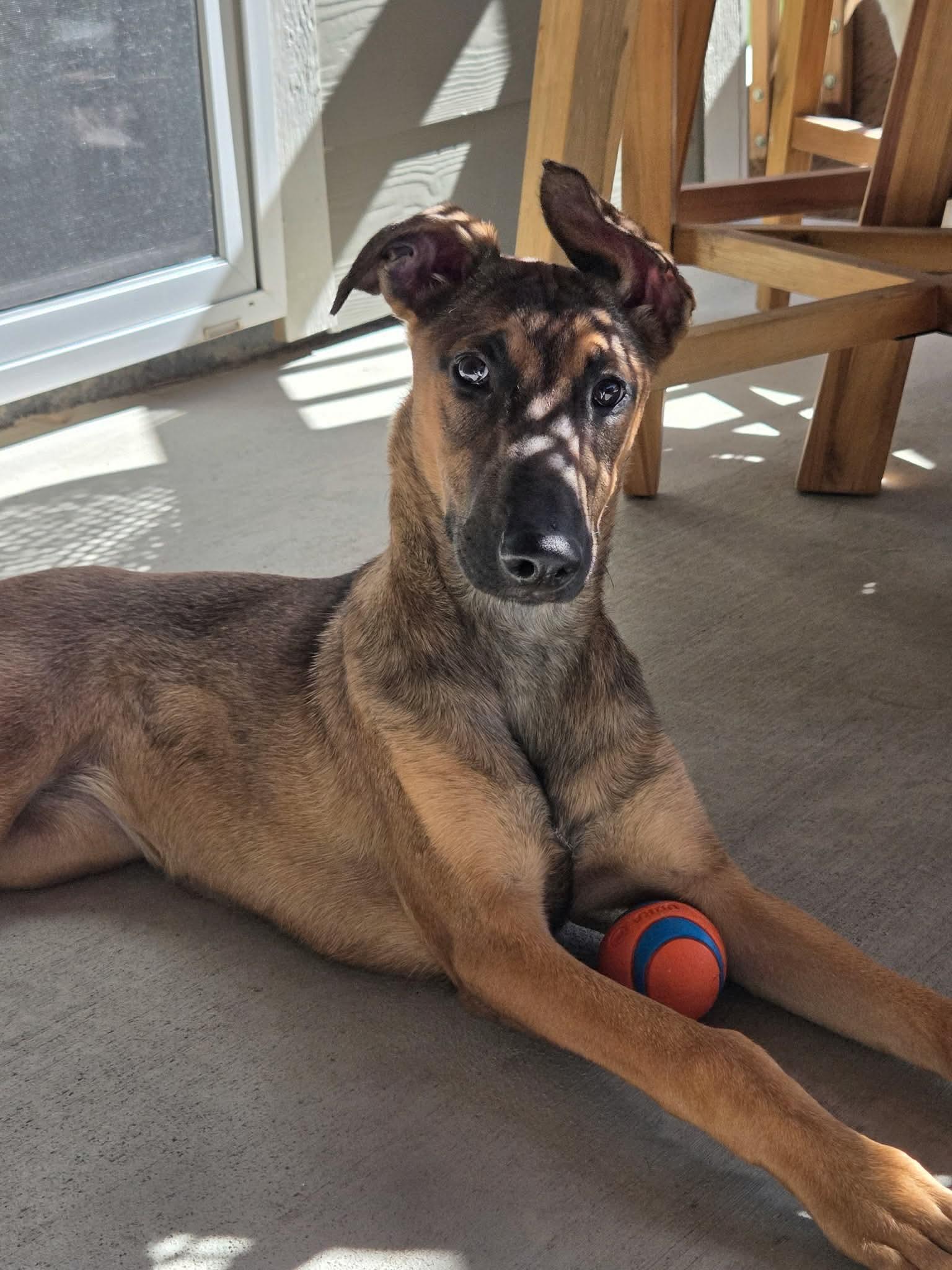 Enlarge Ara, a ADOPTABLE mixed breed in Parker, CO image 1/1