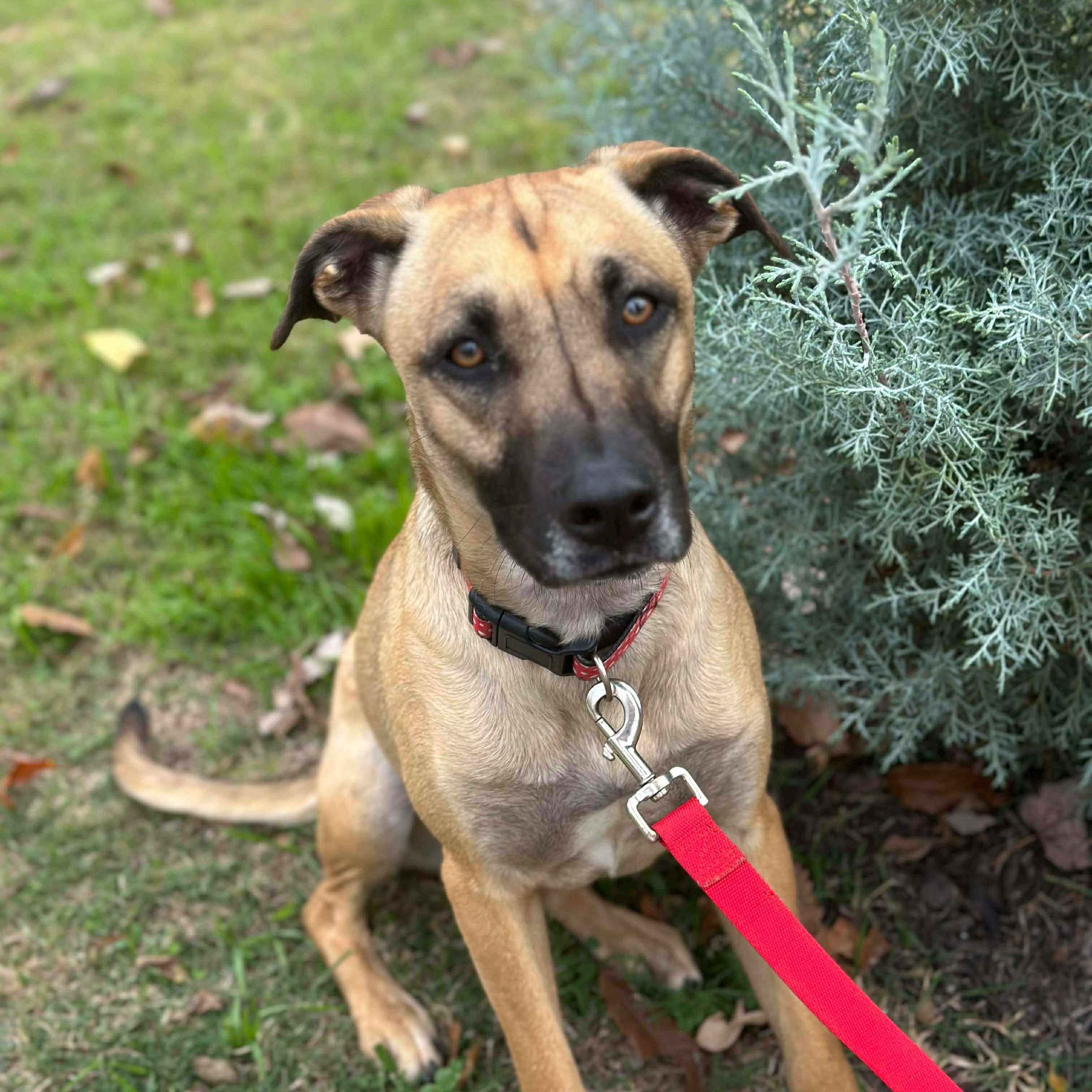 Lola — thumbnail 4