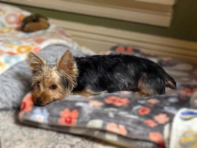 Charlie, ADOPTABLE, Puppy Male Yorkshire Terrier.