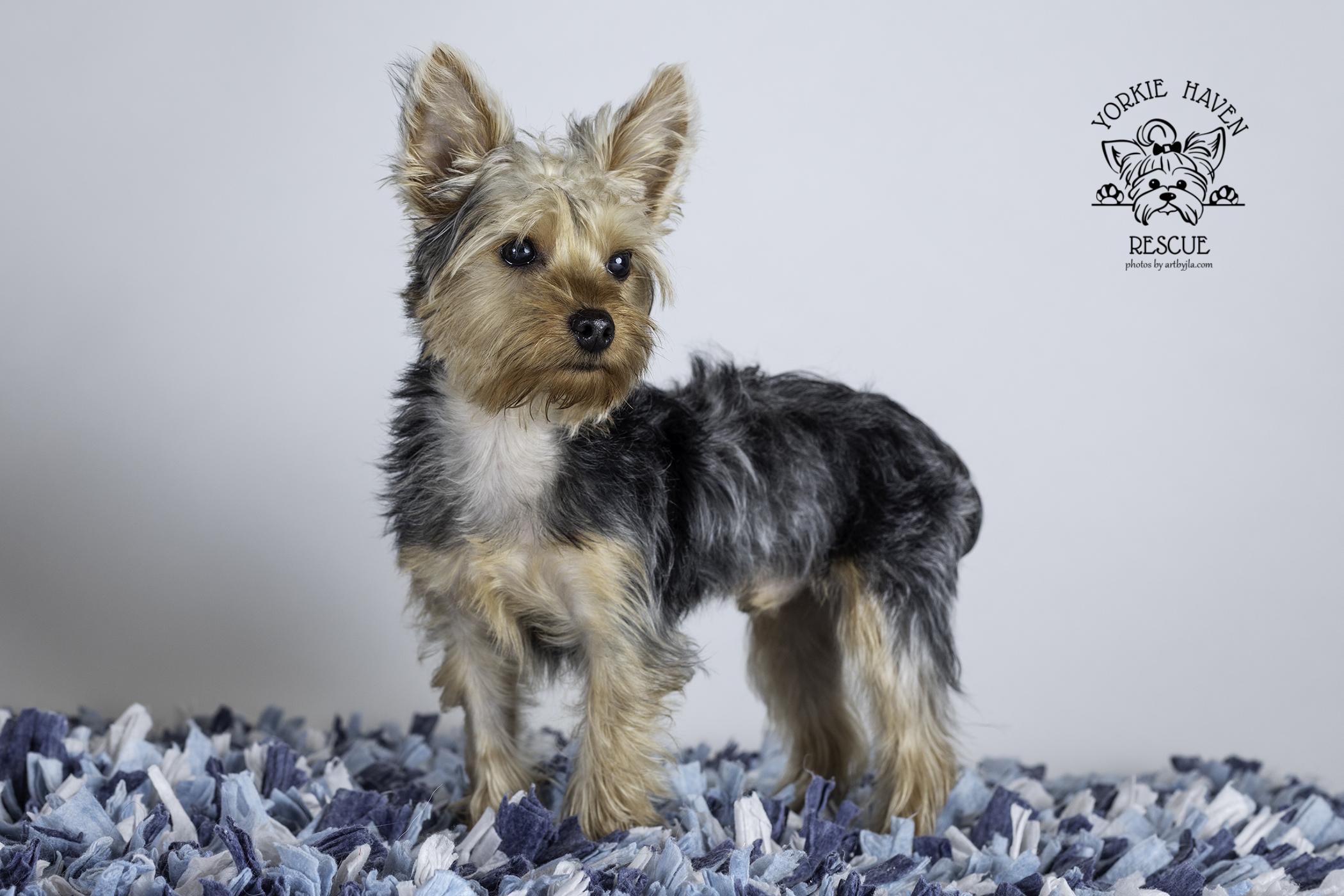 Enlarge Charlie, an adopted Yorkshire Terrier in Baton Rouge, LA image 6/6