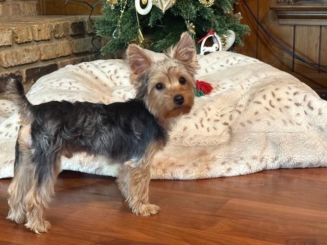 Enlarge Charlie, a ADOPTABLE Yorkshire Terrier in Baton Rouge, LA image 2/6