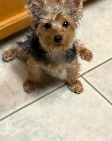 Enlarge Charlie, a ADOPTABLE Yorkshire Terrier in Baton Rouge, LA image 3/6