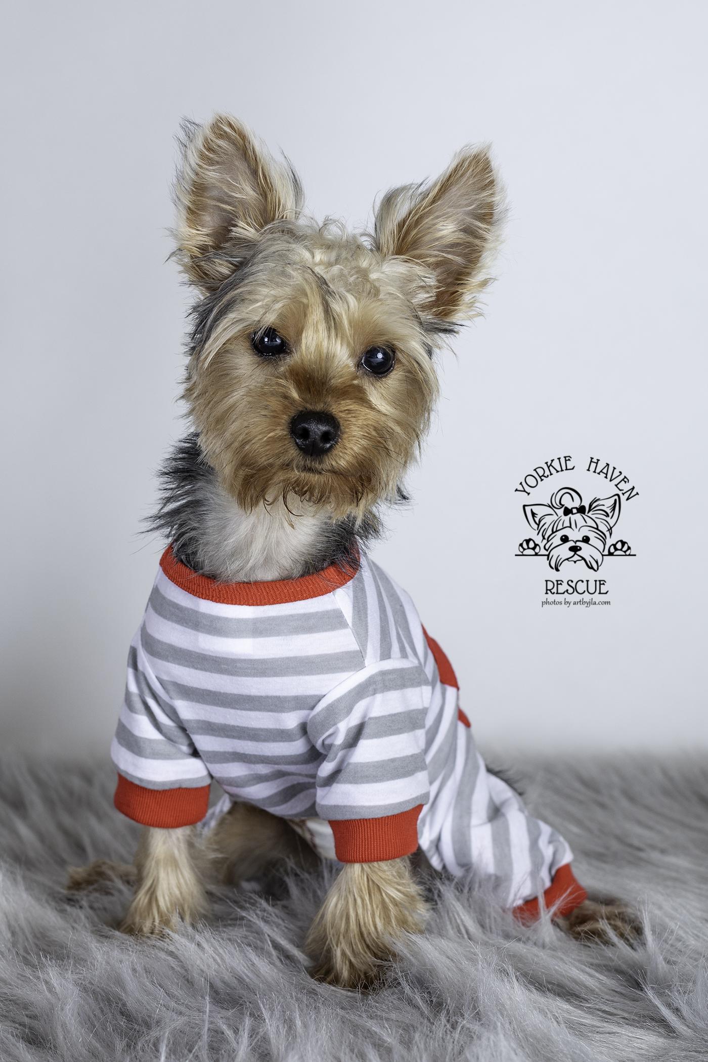 Enlarge Charlie, an adopted Yorkshire Terrier in Baton Rouge, LA image 3/6
