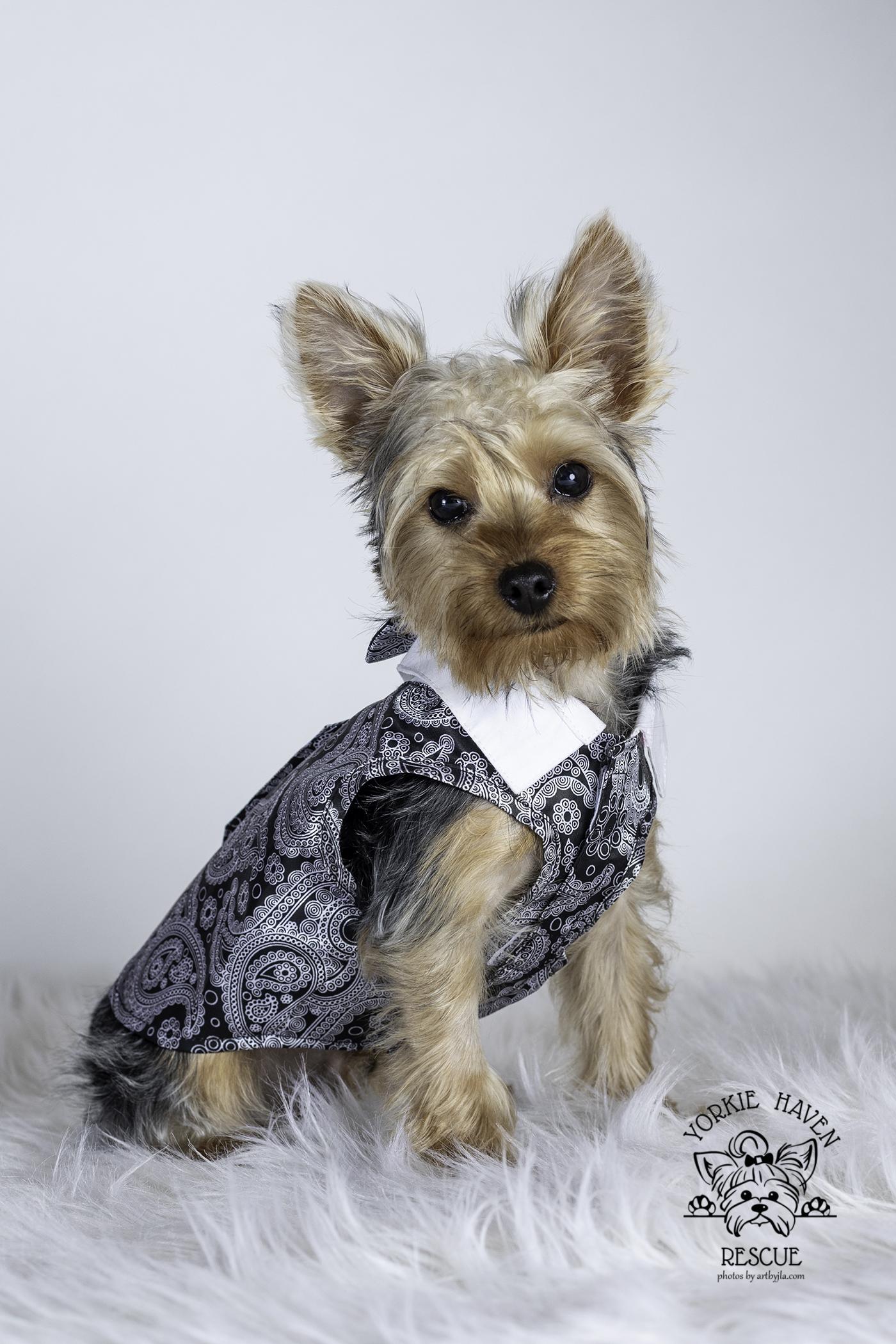 Enlarge Charlie, an adopted Yorkshire Terrier in Baton Rouge, LA image 4/6