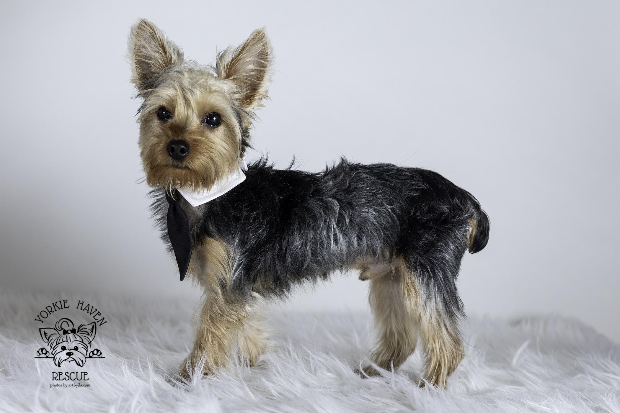 Enlarge Charlie, an adopted Yorkshire Terrier in Baton Rouge, LA image 2/6
