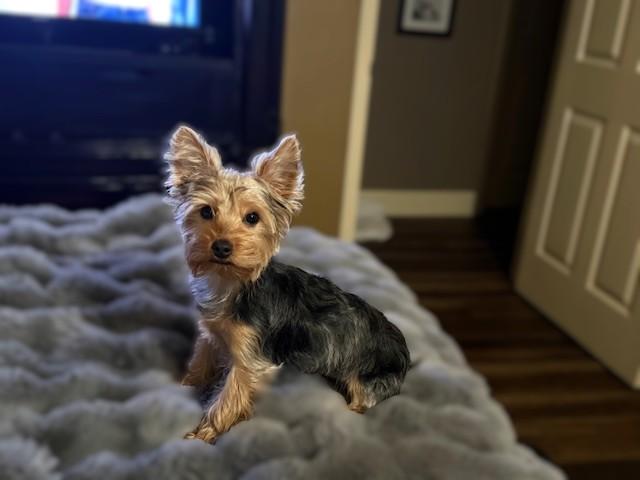 Enlarge Charlie, a ADOPTABLE Yorkshire Terrier in Baton Rouge, LA image 4/6